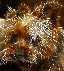 狗,小獵犬,動(dòng)物