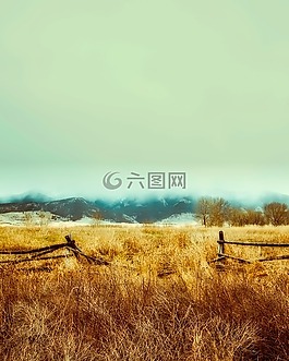 籬笆,植物,自然