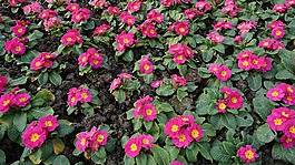 花卉,報(bào)春花,花園