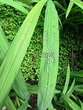葉子,滴,綠色