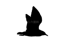 海鷗,水禽,澤福格爾