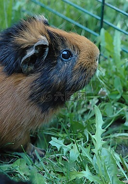幾內(nèi)亞豬,動物,肉桂