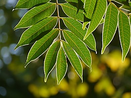葉,分支,靜脈