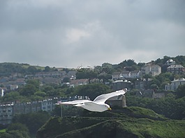 海鷗,鳥(niǎo),飛行