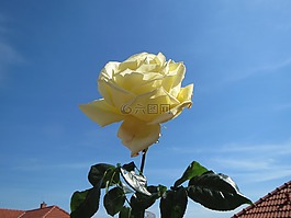 玫瑰,花,開花