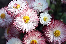 鮮花,鵝花,廠