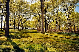 公園,樹,景觀