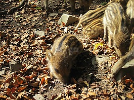 小豬,野豬,幼畜