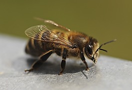 蜜蜂,關(guān)閉,昆蟲