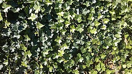 常春藤,登山者植物,植物