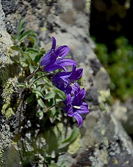 花卉,性質(zhì),宏