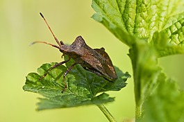 皮革的 bug,廠,關(guān)閉