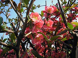春天,花卉,春天的花朵