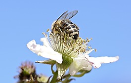 蜜蜂,昆蟲,關(guān)閉