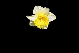 黑暗,花,植物