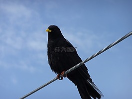 鳥,動物世界,翼