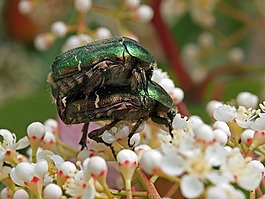 昆蟲,性質(zhì),宏