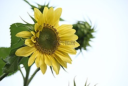 向日葵,花,黃色