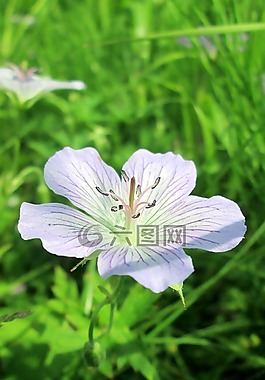 性質(zhì),夏季,森林