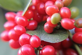 漿果,紅色,水果