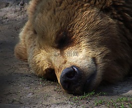 熊,睡眠,休息