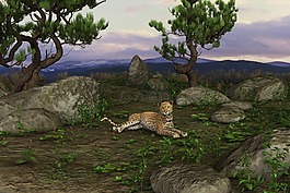 獵豹,大貓,關(guān)注