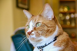 猫,姜,宠物