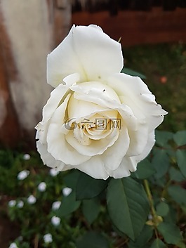 羅莎,鮮花,仿古