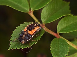 昆蟲(chóng),性質(zhì),宏