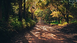森林,馬托,路