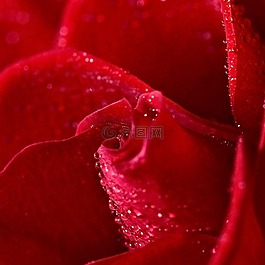 玫瑰,花,紅色