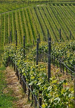 酒,葡萄藤,kaiserstuhl