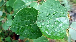 性質(zhì),夏季,森林