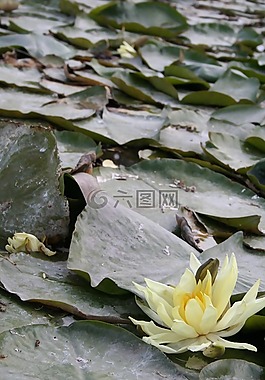 水,百合,睡莲
