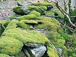 苔,drystone壁,林地