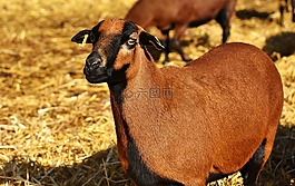 羊,動物,性質(zhì)