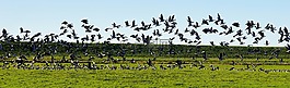 鳥類,鵝,飛的鳥