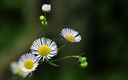鮮花,雛菊,性質(zhì)
