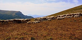 羊群,山,羊
