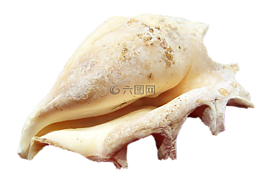外壳,软体动物,关闭