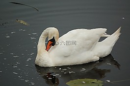 鳥,整體的一部分水域,性質