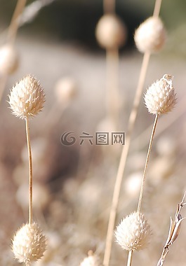 草,干,草本植物