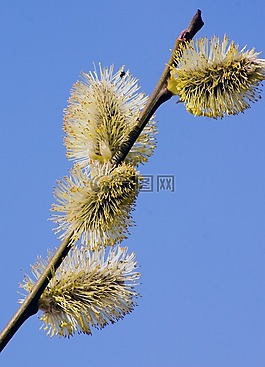 褪色柳,牧場,開花