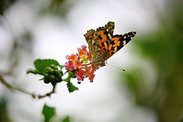 蝴蝶,热带,花