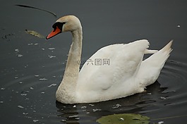 鳥,整體的一部分水域,性質