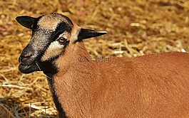 羊,動物,性質(zhì)