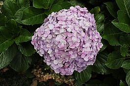 彩色绣球,五颜六色的花,自然