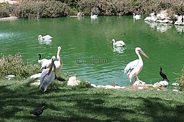 鵜,鳥,動物