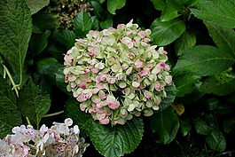 繡球花園,花卉,多彩