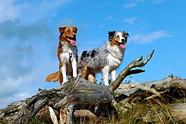 狗,澳大利亞牧羊犬,日志
